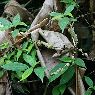 Oreocnide frutescens unspecified picture