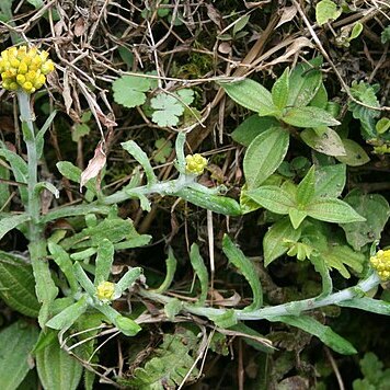 Pseudognaphalium affine unspecified picture