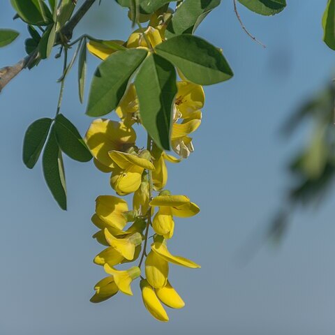 Laburnum anagyroidis unspecified picture
