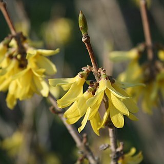 Forsythia ovata unspecified picture