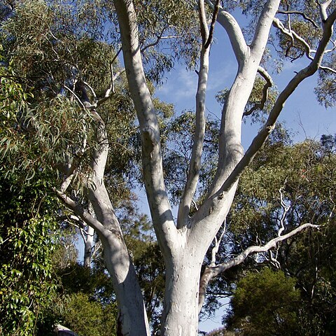 Eucalyptus mannifera unspecified picture