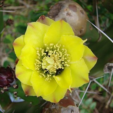 Opuntia arechavaletae unspecified picture