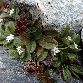Myosotis drucei unspecified picture