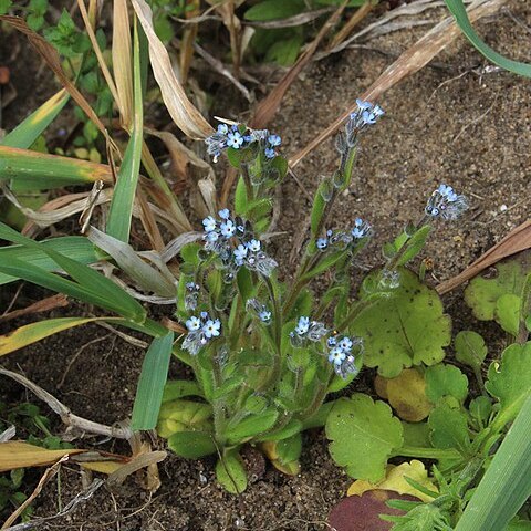 Myosotis micrantha unspecified picture