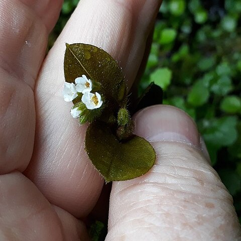Myosotis forsteri unspecified picture