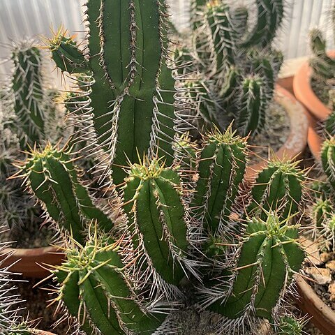Euphorbia fruticosa unspecified picture