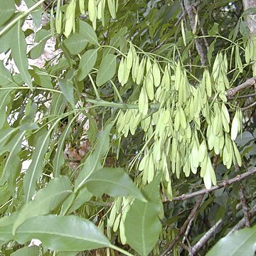 Fraxinus chinensis unspecified picture