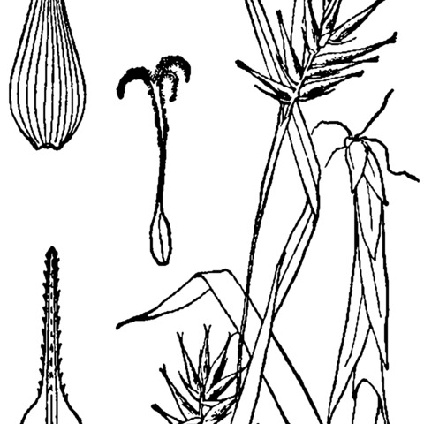 Carex folliculata unspecified picture