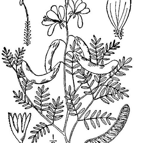 Hoffmannseggia unspecified picture