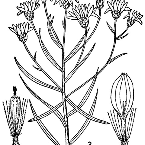 Pityopsis falcata unspecified picture