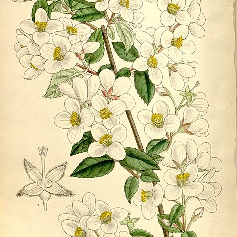 Philadelphus delavayi unspecified picture