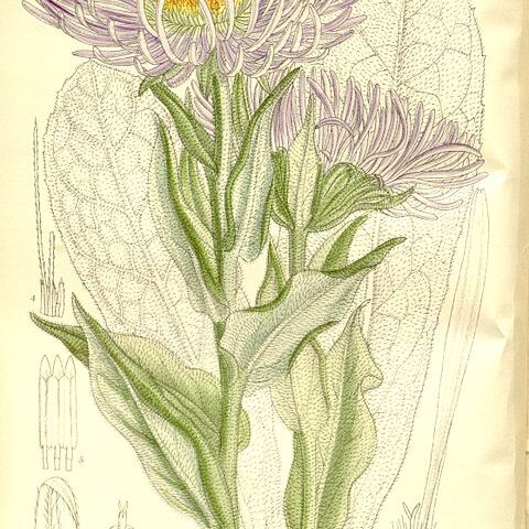 Aster falconeri unspecified picture