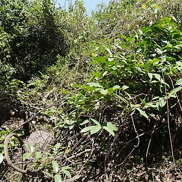 Anodendron parviflorum unspecified picture