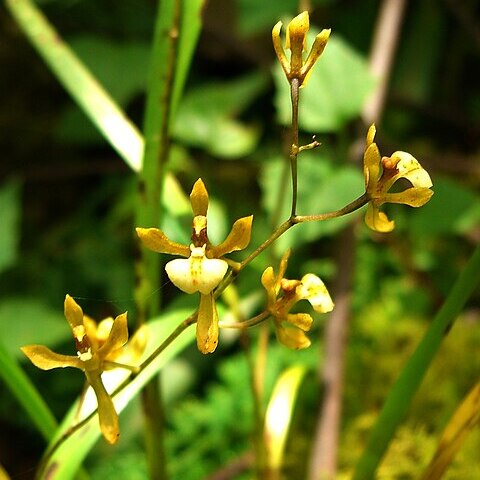 Cyrtochilum caespitosum unspecified picture