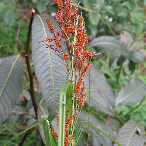 Carex baccans unspecified picture