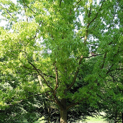 Quercus variabilis unspecified picture