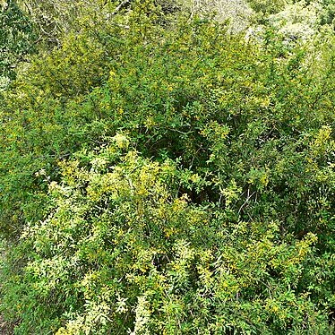 Berberis nevinii unspecified picture