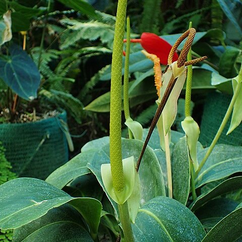 Anthurium durandii unspecified picture