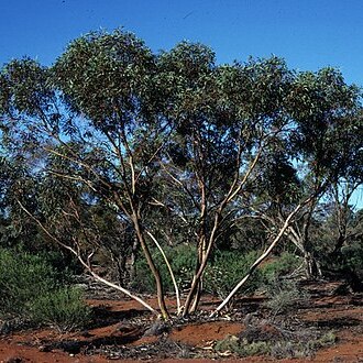 Eucalyptus ebbanoensis unspecified picture