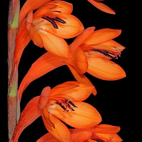 Watsonia tabularis unspecified picture