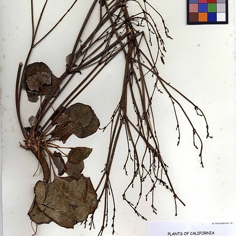 Eriogonum elegans unspecified picture