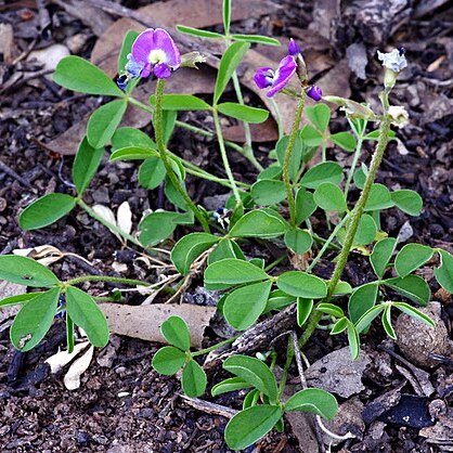 Glycine latrobeana unspecified picture