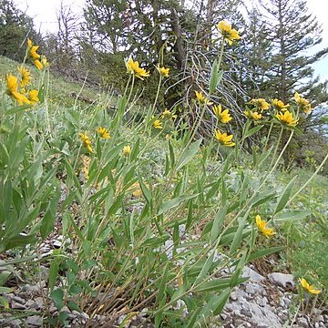 Helianthella uniflora unspecified picture