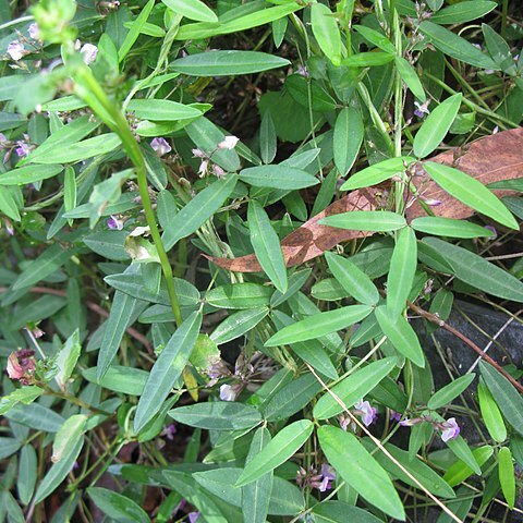 Glycine cyrtoloba unspecified picture