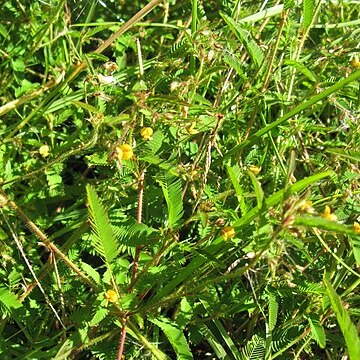 Aeschynomene villosa unspecified picture