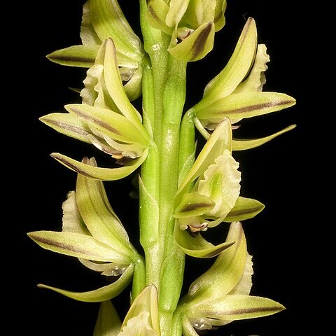 Prasophyllum brownii unspecified picture
