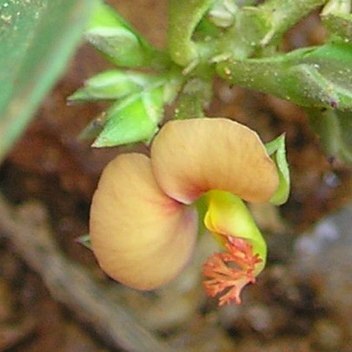 Polygala chinensis unspecified picture