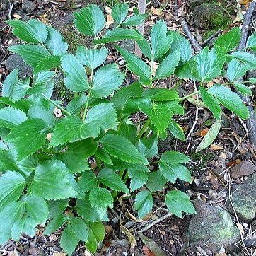 Peucedanum sandwicense unspecified picture