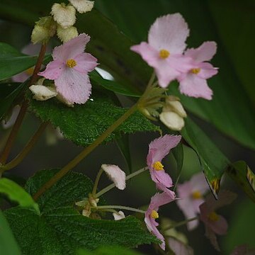 Begonia concanensis unspecified picture