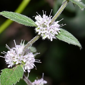 Mentha x verticillata unspecified picture