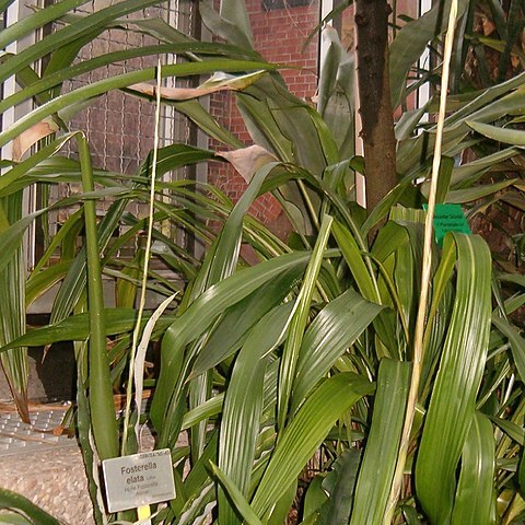 Fosterella rusbyi unspecified picture
