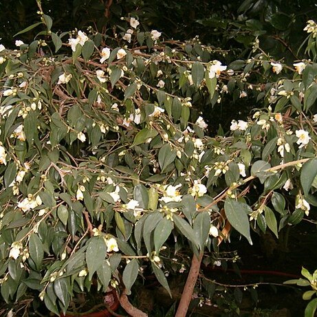 Camellia cuspidata unspecified picture