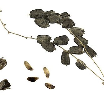 Dioscorea tomentosa unspecified picture