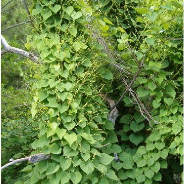 Dioscorea unspecified picture