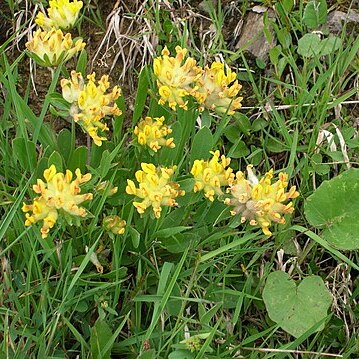 Anthyllis alpestris unspecified picture
