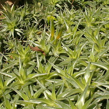 Deuterocohnia unspecified picture