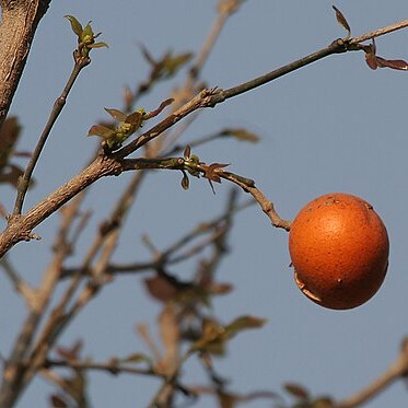 Loganiaceae unspecified picture