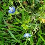 Veronica persica habit picture by Matt P. Walser (cc-by-sa)