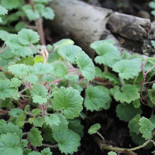 Ardisiandra wettsteinii unspecified picture