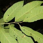 Trichilia adolfi leaf picture by Nelson Zamora Villalobos (cc-by-nc)