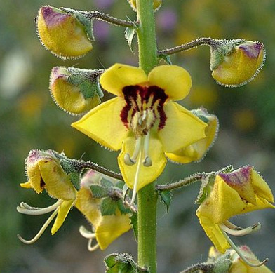 Verbascum barnadesii unspecified picture
