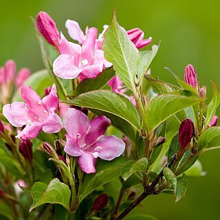 Weigela japonica unspecified picture