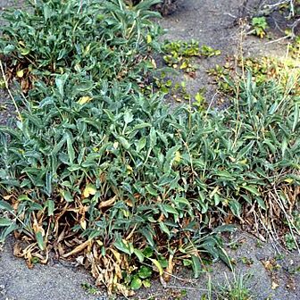 Valeriana carnosa unspecified picture