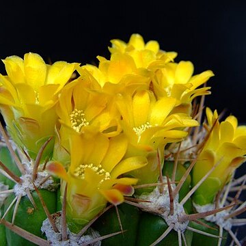Weingartia unspecified picture