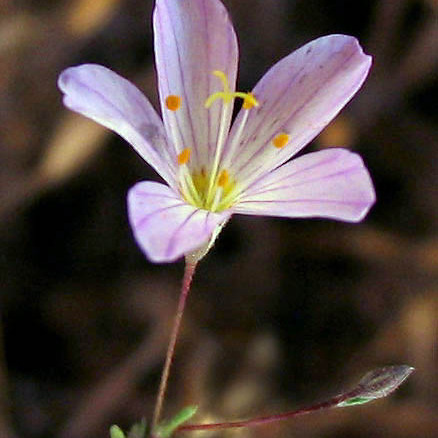 Linanthus liniflorus unspecified picture