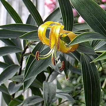 Lilium lijiangense unspecified picture